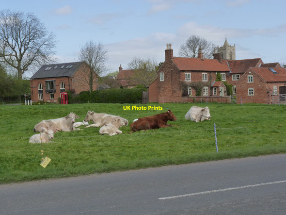 Photo 6"x4" Cattle grazing on Large Green, Car Colston Car Colston c2014