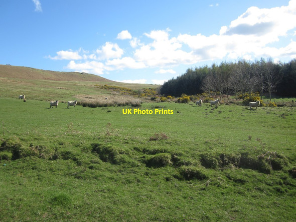 Photo 6"x4" Sheep grazing on grassland east of Doddington Doddington\/NT9932 c2014