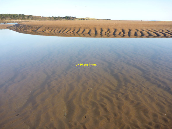 Photo 6"x4" Coastal East Lothian : Alien Jellyfish West Barns c2014