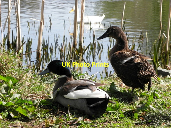 Photo 6"x4" Ducks at Peter's Lake, Monaghan Monaghan c2014