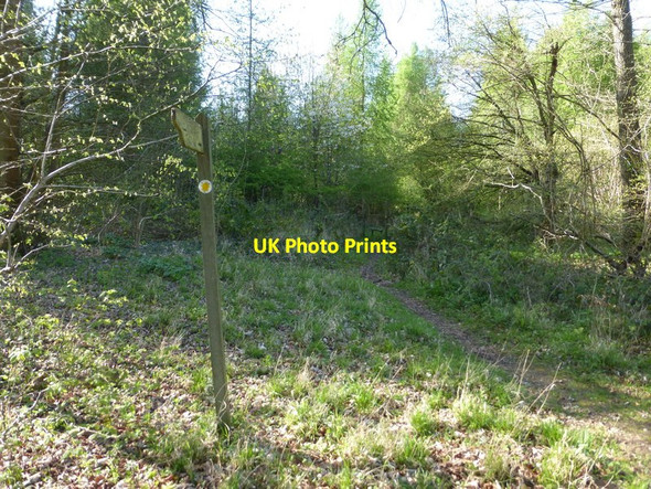 Photo 6"x4" Footpath enters Picked Craft Copse Tunworth c2014