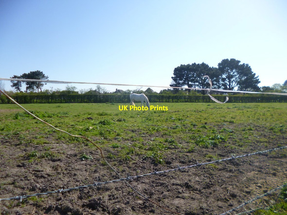 Photo 6"x4" Burton, horse grazing Christchurch\/SZ1592 c2014