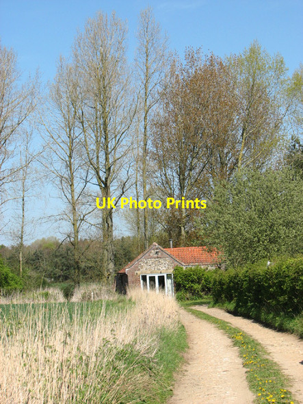 Photo 6"x4" Tall poplars by Field Barn Wood Norton\/TG0128 c2014