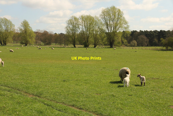 Photo 6"x4" Elsham Hall Country Park Elsham c2014 P1