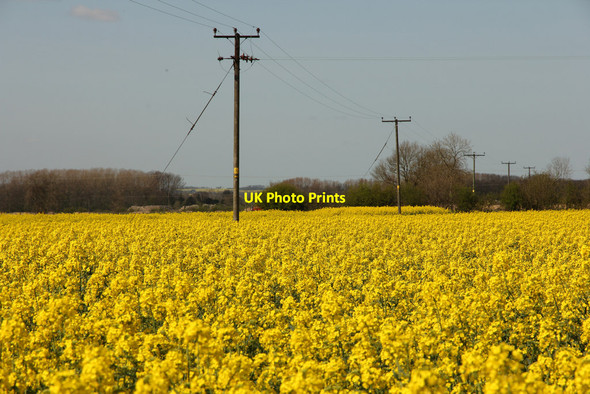 Photo 6"x4" Oilseed rape Bonby c2014