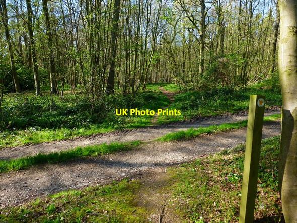 Photo 6"x4" Footpath crosses farm track between Picked Craft and Hatwood's Copses Tunworth c2014