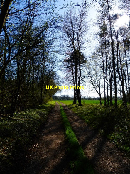 Photo 6"x4" Track leaving woodland on edge of Picked Craft Copse Tunworth c2014