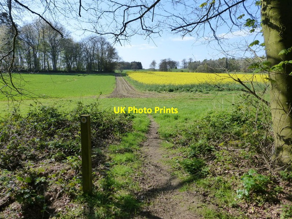 Photo 6"x4" Footpath leaves Hatwood's Copse Tunworth c2014