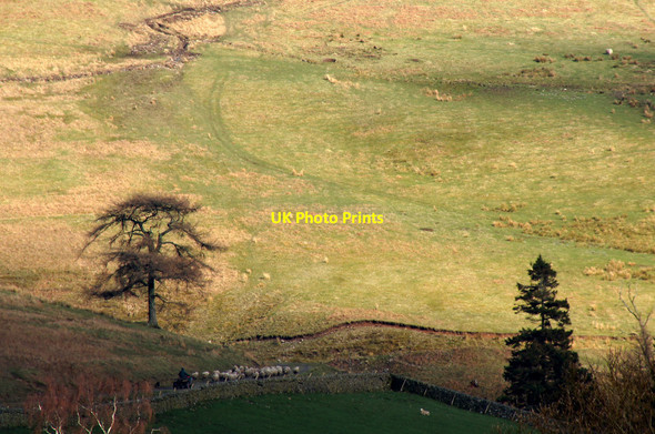 Photo 6"x4" Driving sheep at Crosscleuch Bowerhope c2014