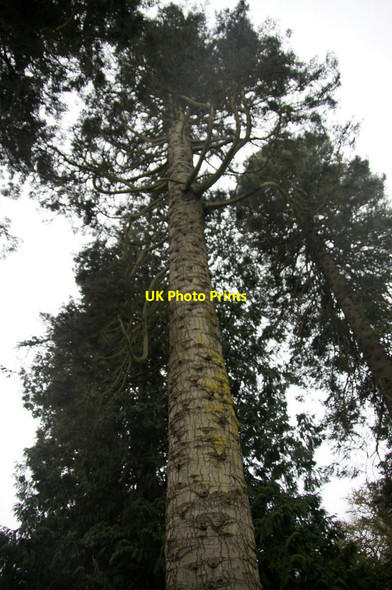 Photo 6"x4" Champion tree beside the old kirk, Blair Castle Bailanloan c2014