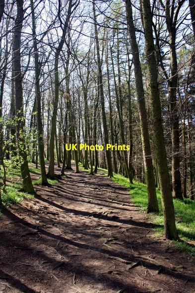 Photo 6"x4" Path through the trees Haigh\/SE2912 c2014