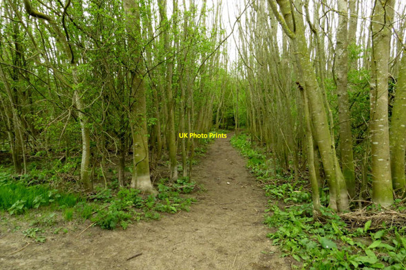 Photo 6"x4" Path through the wood Radley\/SU5298 c2014