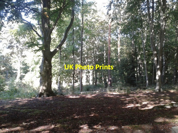 Photo 6"x4" Trees at Brandon Country Park Brandon\/TL7886 c2013