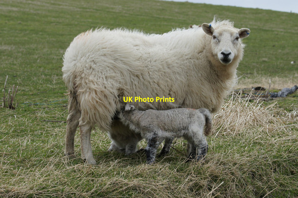 Photo 6"x4" Shetland sheep with twins, Skaw Kirkaton c2014