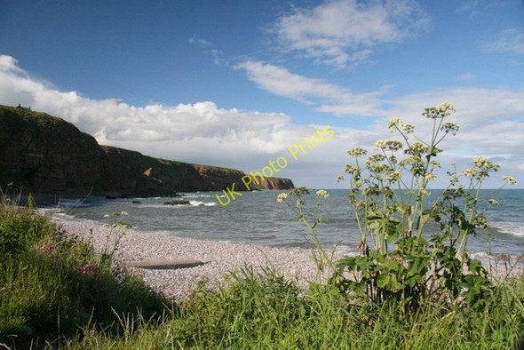 Photo 6"x4" Auchmithie bay and cliffs Auchmithie c2008