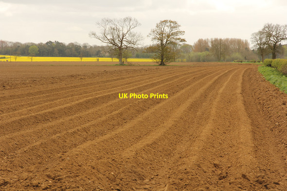 Photo 6"x4" Potato ridges Miningsby c2014
