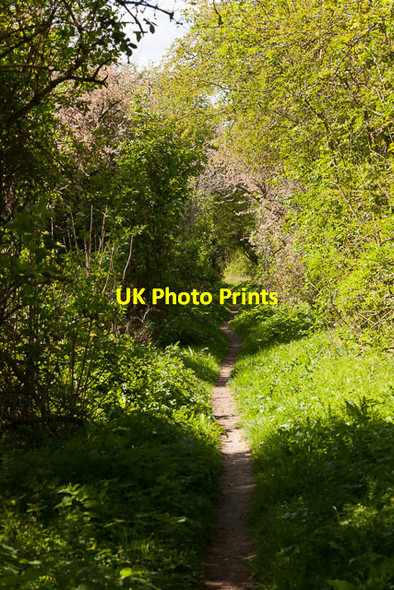Photo 6"x4" Restricted Byway on Pitt Down Standon\/SU4226 c2014