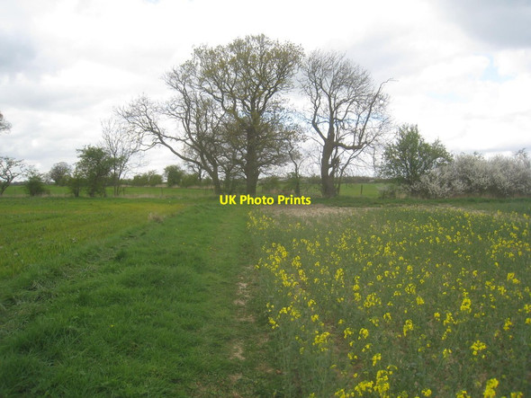 Photo 6"x4" Footpath to Gribthorpe Spaldington c2014