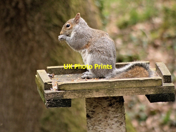 Photo 6"x4" Squirrel in Yarrow Country Park Birkacre c2014