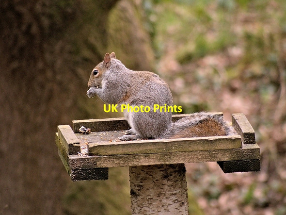 Photo 6"x4" Squirrel on a Bird Table in Yarrow Valley Park Birkacre c2014