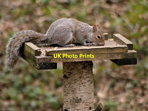 Photo 6"x4" Grey Squirrel in Yarrow Valley Park Birkacre c2014