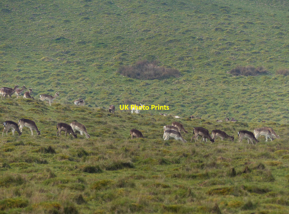 Photo 6"x4" Petworth Park Hampers Green c2014