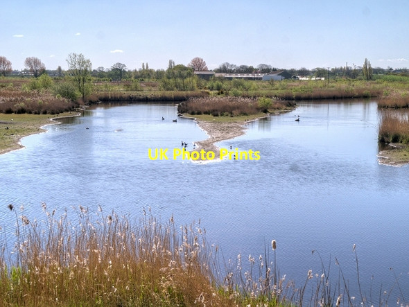 Photo 6"x4" Reedbeds Viewed From The Harrier Hide at Martin Mere New Lane c2014