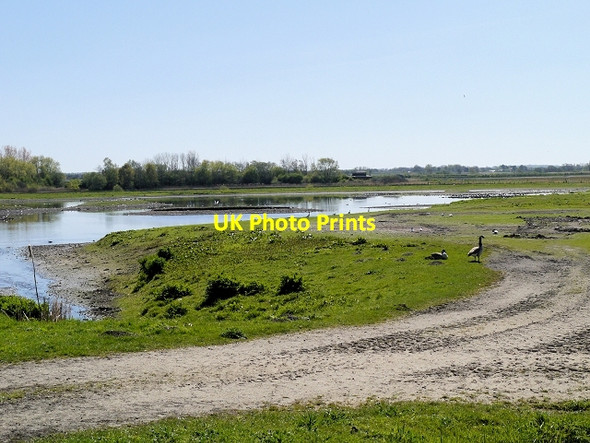 Photo 6"x4" View from Hale Hide, Martin Mere WWT Centre Tarlscough c2014
