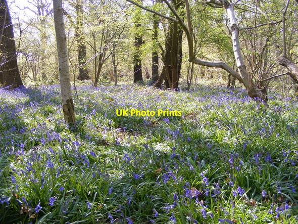 Photo 6"x4" Alder Coppice Bluebells Sedgley c2014