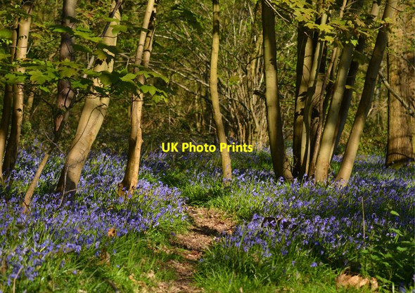 Photo 6"x4" Path through Vicarage Copse, Sulham, Berkshire Sulham c2014