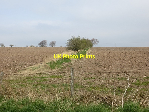 Photo 6"x4" Old hedge Sandford\/NS7143 c2014