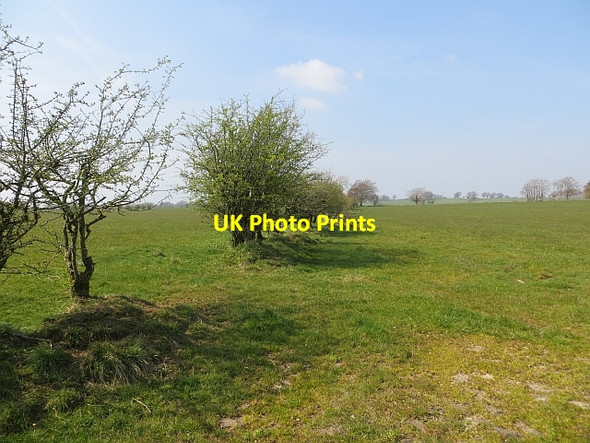 Photo 6"x4" Old hedge Sandford\/NS7143 c2014
