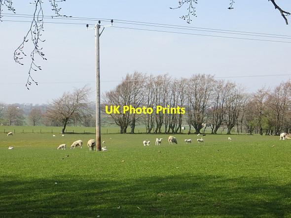 Photo 6"x4" Ewes and lambs near Strathaven Flemington\/NS7044 c2014