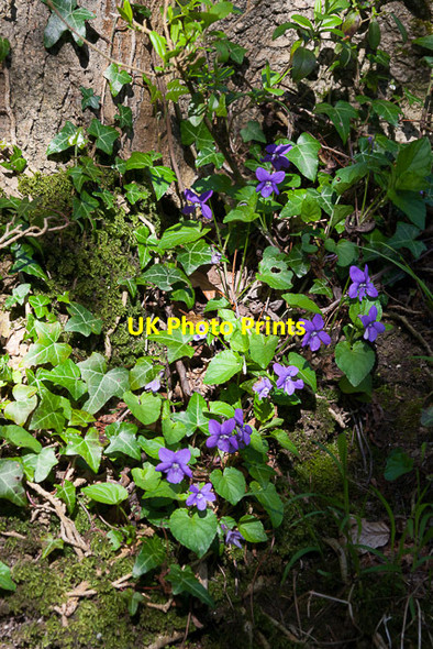 Photo 6"x4" Wild flower on Woodcote Lane Blackdown\/SU5322 c2014