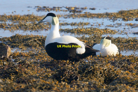 Photo 6"x4" Common Eiders (Somateria mollissima), Taing o' Dale, Baltasound Baltasound c2014