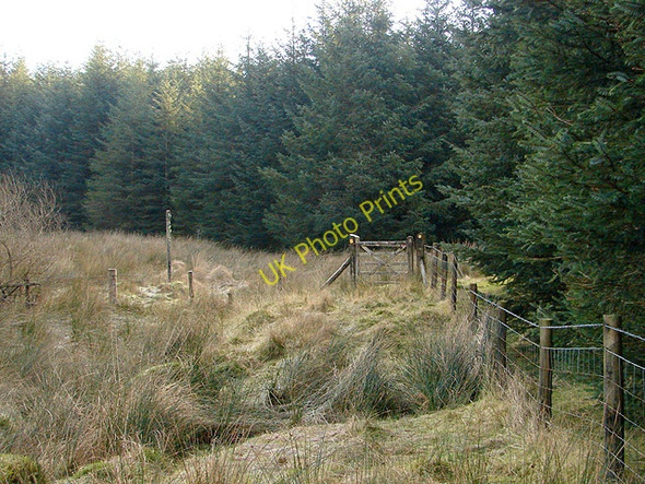 Photo 6"x4" Bridleway access gate into the forestry at Waun Llinau Aberangell c2008