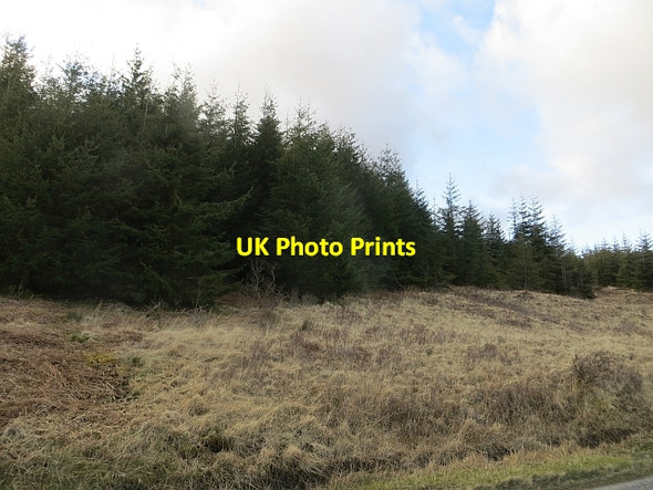 Photo 6"x4" Forest, Glen More Cnoc nan Sgolb c2014