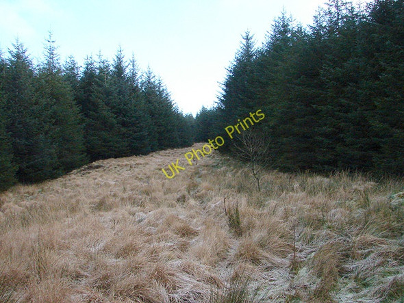 Photo 6"x4" Bridleway in the forestry area at Waun Llinau Aberangell c2008