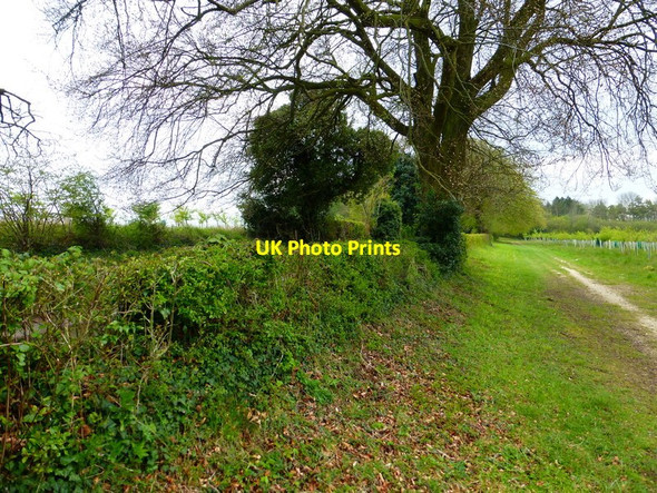 Photo 6"x4" Bridleway beside farm lane Tunworth c2014