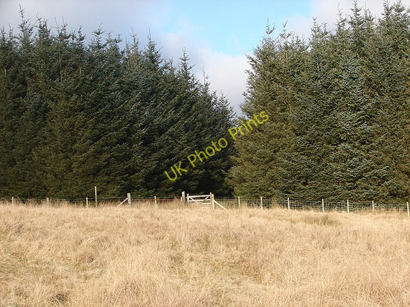 Photo 6"x4" Access gate to the bridleway through the forestry at Waun Llinau Mallwyd c2008