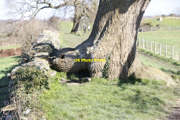 Photo 6"x4" Roots on the wall Mortimer West End c2014