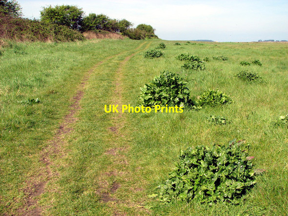 Photo 6"x4" Chard beside the Peddars Way long distance footpath Stiffkey c2014
