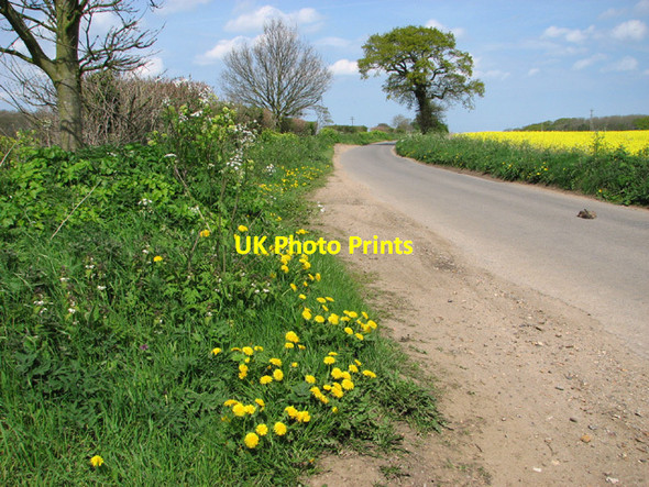 Photo 6"x4" Dandelions growing beside Walsingham Road Great Snoring c2014