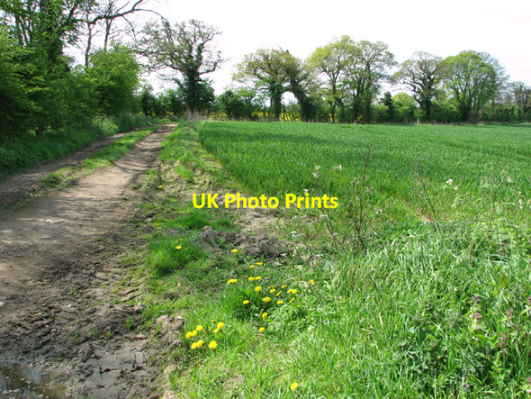 Photo 6"x4" Track to Boundary Plantation Great Snoring c2014