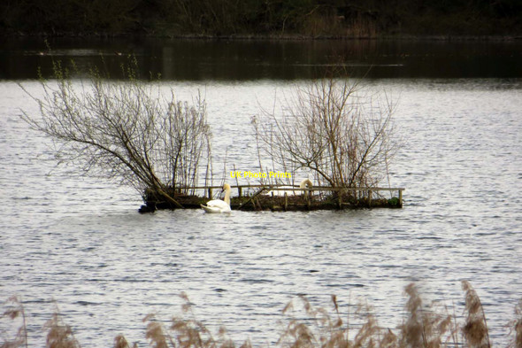 Photo 6"x4" A tern raft at Whelford Pools Nature Reserve Fairford c2014