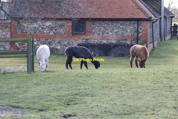 Photo 6"x4" Alpacas at the Farm Mortimer West End c2014