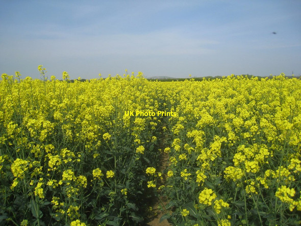 Photo 6"x4" Narrow path Hodsock c2014