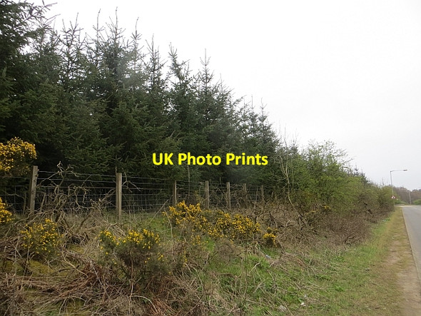 Photo 6"x4" Young woodland Blackwood\/NS7943 c2014