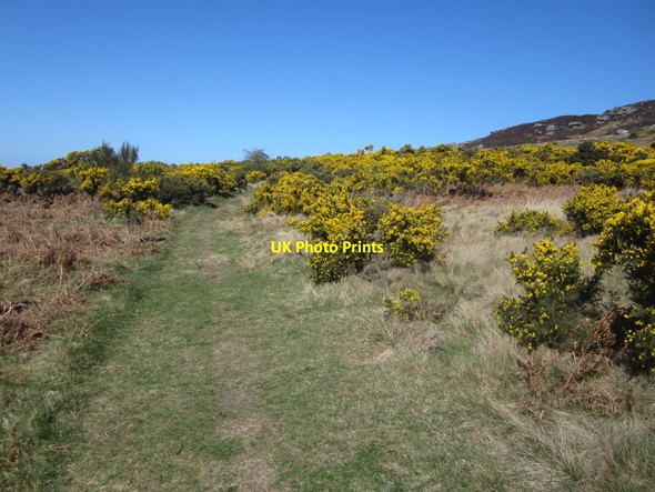 Photo 6"x4" Grassy footpath on Greensheen Hill Holburn c2014