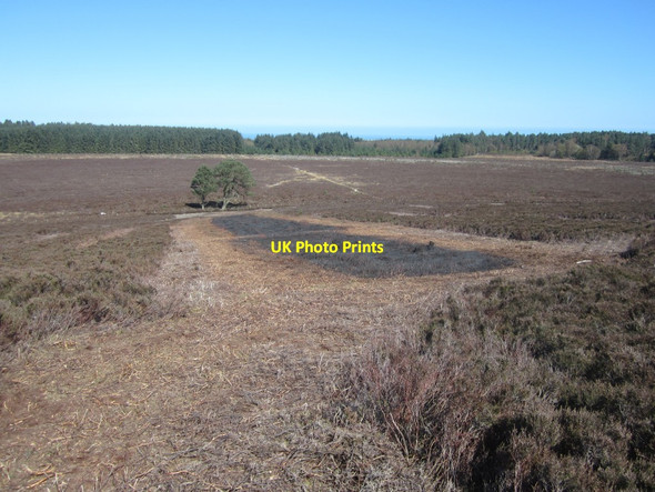 Photo 6"x4" Burnt heather on Greensheen Hill Holburn c2014